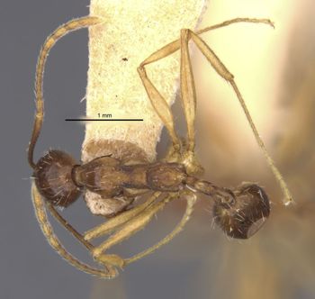 Media type: image;   Entomology 20615 Aspect: habitus dorsal